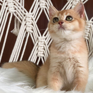 Mèo Anh lông ngắn Golden Tabby con, mặt tròn và lông vàng ấm