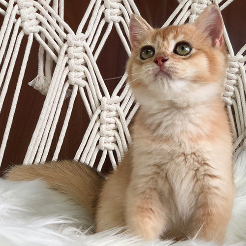 Mèo Anh lông ngắn Golden Tabby con, mặt tròn và lông vàng ấm