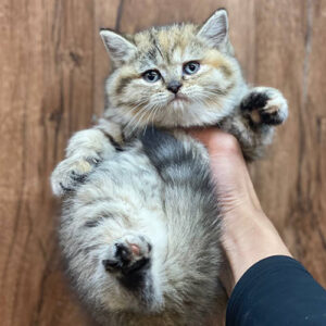 Mèo Anh lông ngắn golden tabby trong bảng giá theo màu lông