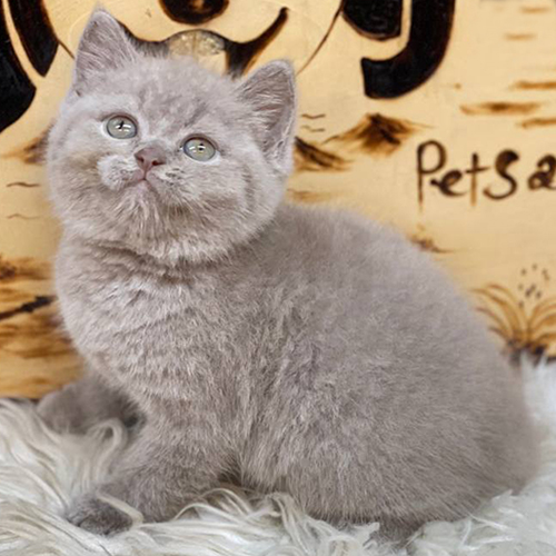 Mèo Anh lông ngắn Lilac Tabby có vân mờ trên trán