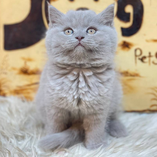 Mèo Anh lông ngắn màu Lilac xám hồng nhạt