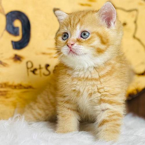 Mèo Anh lông ngắn red tabby 2 tháng tuổi, mắt xanh