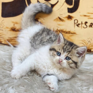 Mèo Anh lông ngắn red tabby bicolor 2 tháng trong bảng giá theo màu lông