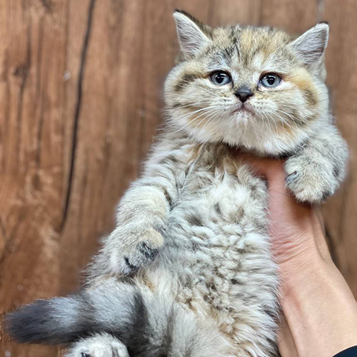 Mèo Anh lông ngắn red tabby con được bế kiểm tra ngoại hình