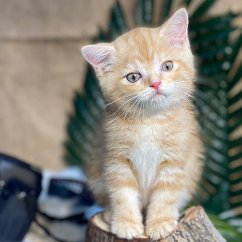 Mèo Anh lông ngắn red tabby màu vàng, vân nhẹ