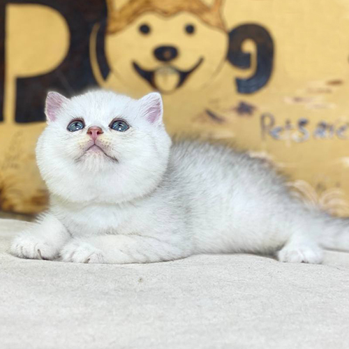 Mèo Anh lông ngắn silver con nằm nghiêng, lông dày màu bạc sáng