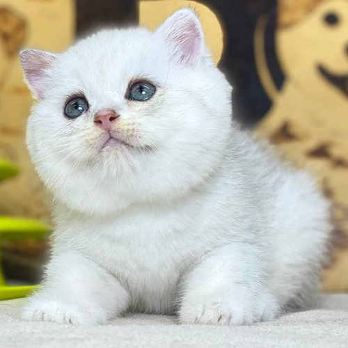 Mèo Anh lông ngắn silver con mặt tròn, lông dày sáng màu