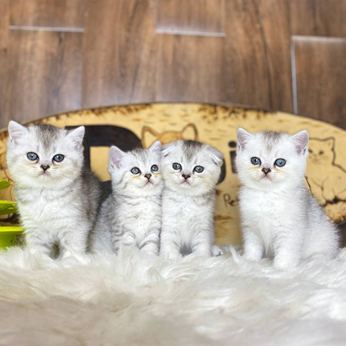 Bốn mèo Anh lông ngắn Silver con với nền lông bạc sáng