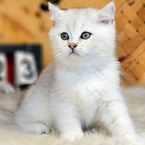 Mèo Anh lông ngắn Silver con nền bạc sáng, lông sạch