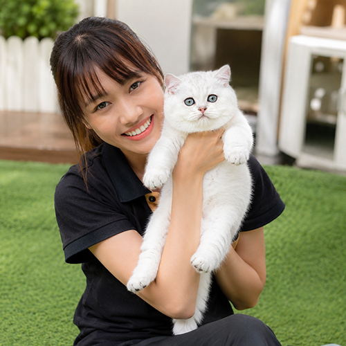 Nhân viên bế mèo Anh lông ngắn silver dưới ánh sáng tự nhiên