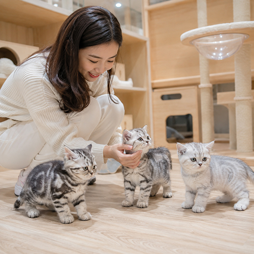 Ba mèo Anh lông ngắn màu silver được quan sát và kiểm tra trong không gian trong nhà