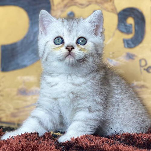 Mèo Anh lông ngắn Silver Tabby con, nền bạc sáng, vân nhẹ