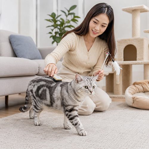 Mèo Anh lông ngắn Silver Tabby được chải lông trong không gian sống trong nhà