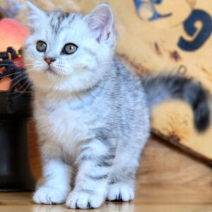 Mèo Anh lông ngắn silver tabby trong bảng giá theo màu lông