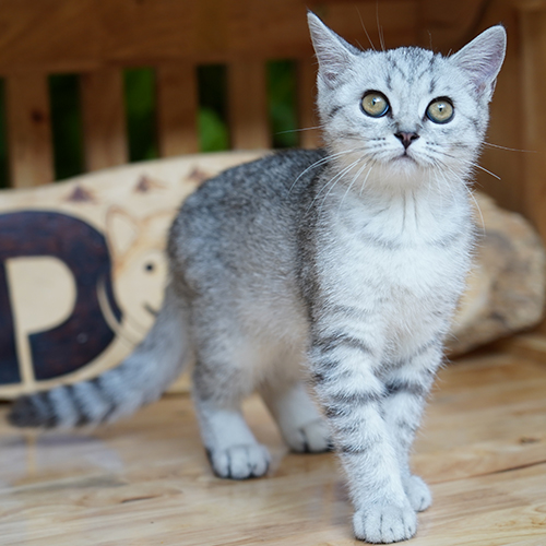 Mèo Anh lông ngắn silver tabby đứng trên nền gỗ