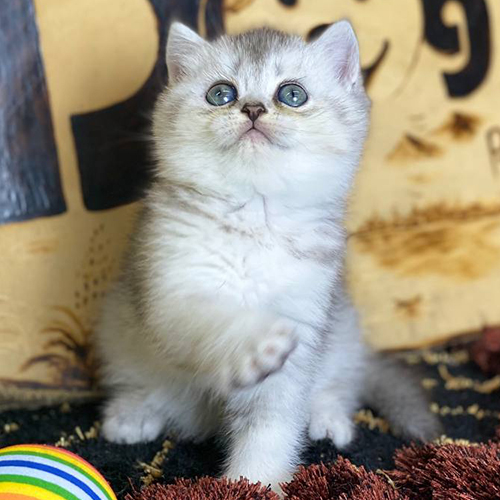 Mèo Anh lông ngắn Silver Tabby con, nền bạc sáng, mặt tròn, mắt sáng