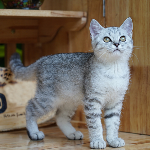 Mèo Anh lông ngắn Silver Tabby nền bạc, vân rõ trên thân và chân