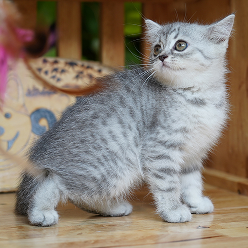 Mèo Anh lông ngắn Silver Tabby con với hoa văn rõ trên thân và chân