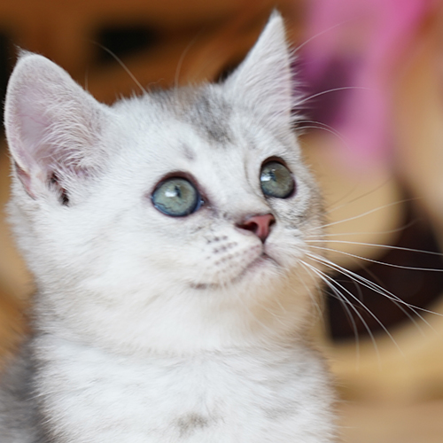 Cận mặt mèo Anh lông ngắn Silver Tabby con với viền mắt rõ và mắt sáng