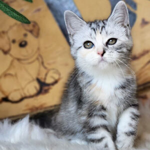 Mèo Anh lông ngắn tabby bicolor cái trong bảng giá theo màu lông