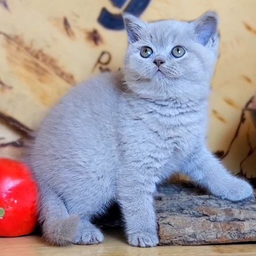 Mèo Anh lông ngắn màu lilac minh họa giá mèo cảnh