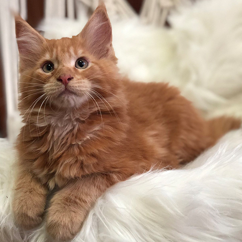 Mèo cam đậm lông dài có sắc đỏ cam và vân tabby nhẹ