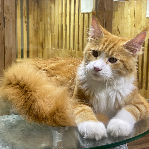 Mèo Maine Coon vàng trắng minh họa giá mèo cảnh