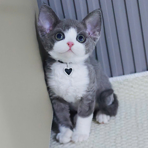 Mèo Devon Rex con màu xám trắng, tai lớn và lông xoăn mềm