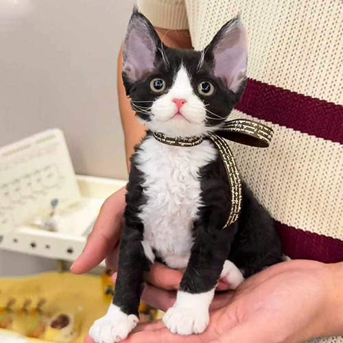 Mèo Devon Rex con đen trắng, tai lớn và lông xoăn ở ngực