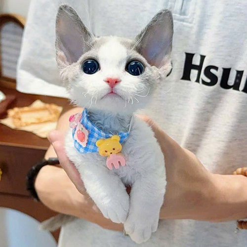 Mèo Devon Rex con trắng xám, tai lớn và mắt tròn, đang được bế trên tay