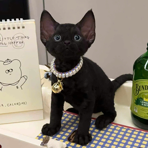 Mèo Devon Rex màu đen với tai lớn, mắt tròn và gương mặt tinh nghịch