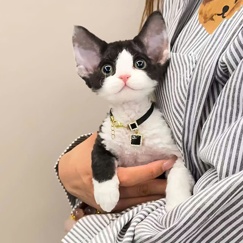 Mèo Devon Rex đen trắng được chủ ôm sát, thể hiện tính cách quấn người