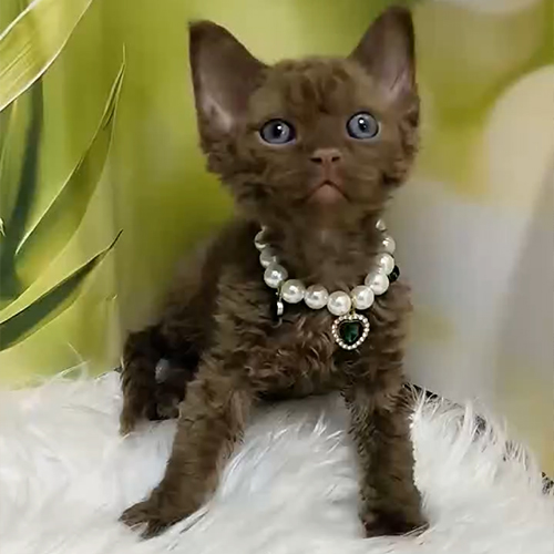 Mèo Devon Rex màu nâu, tai lớn và bộ lông xoăn rõ
