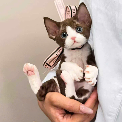 Mèo Devon Rex nâu trắng được bế trên tay, thể hiện tính cách quấn người và giàu tương tác