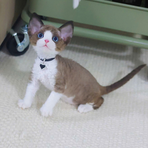 Mèo Devon Rex nâu trắng ngồi trong không gian trong nhà