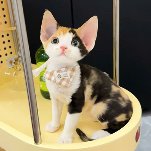 Mèo Devon Rex tam thể tai lớn, lông ngắn và thân hình nhỏ gọn trong không gian trong nhà