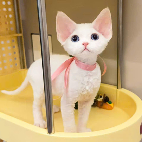 Mèo Devon Rex trắng thân hình thon gọn, chân dài và tai lớn