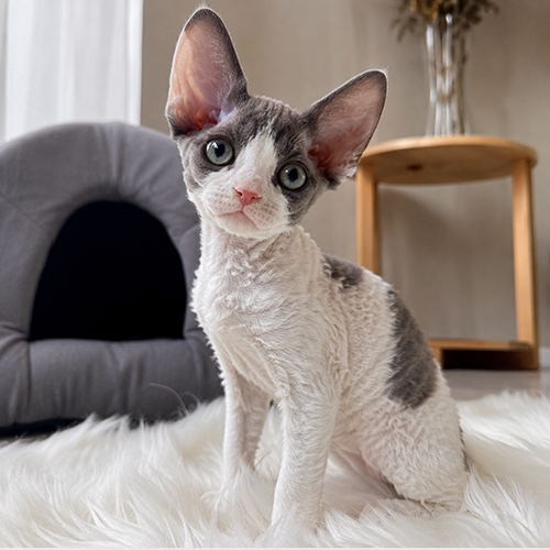 Mèo Devon Rex xám trắng ngồi trong phòng sạch và thoáng sáng