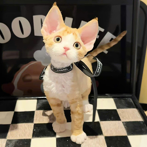 Mèo Devon Rex vàng trắng tai lớn, lông xoăn nhẹ và thân hình nhỏ gọn