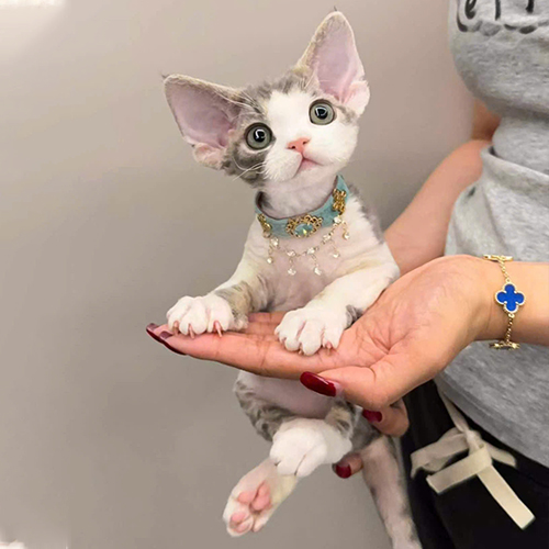 Mèo Devon Rex xám trắng được bế trên tay, tai lớn, mắt sáng và thân hình nhỏ gọn