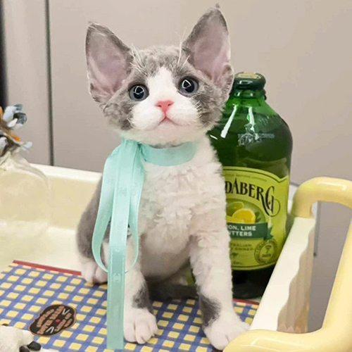 Mèo Devon Rex xám trắng với bộ lông xoăn mềm, tai lớn và mắt tròn