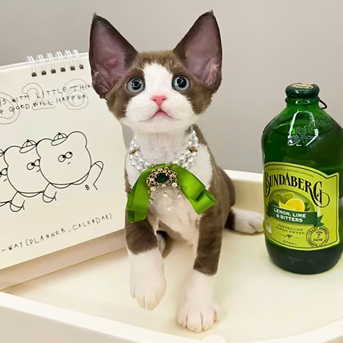 Mèo Devon Rex xám trắng tai lớn, mắt tròn và thân hình nhỏ gọn