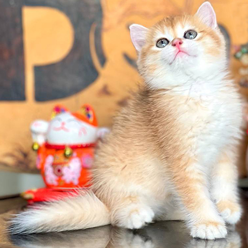 Mèo golden con lông ngắn có sắc lông ánh vàng sáng