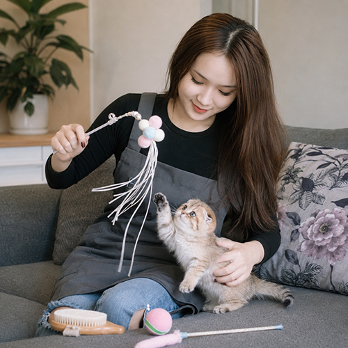 Mèo Golden chơi đùa cùng người nuôi trong căn hộ