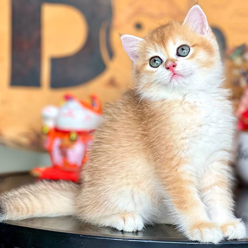 Mèo Golden con màu vàng ấm có giá phụ thuộc mã màu và ngoại hình