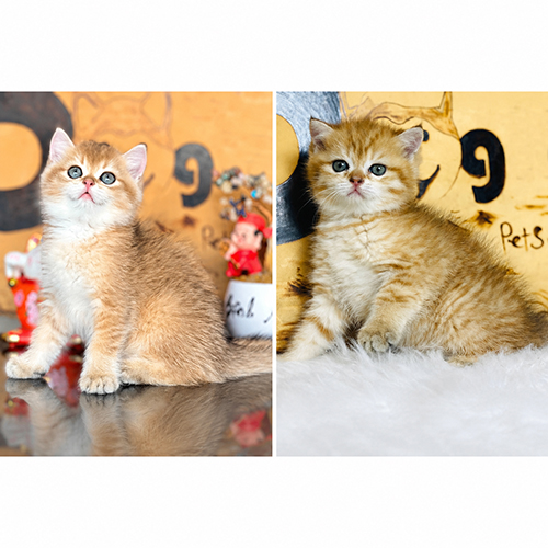 So sánh mèo Golden và mèo vàng phổ thông