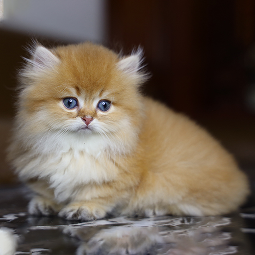 Mèo Golden lông dài có giá phụ thuộc giống nền