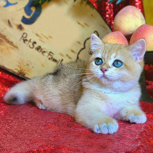 Mèo Golden con có bộ lông vàng ấm tự nhiên