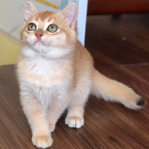 Mèo Golden có bộ lông vàng đều màu