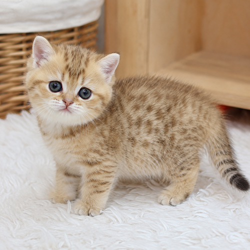 Mèo Golden ny24 con có nền vàng ấm và hoa văn spotted tabby rõ